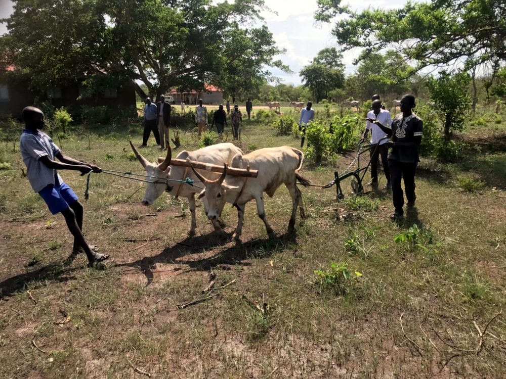 Oxen and plow